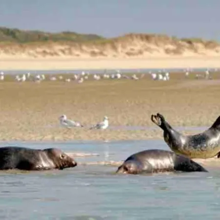 דירה Dunes De Nala Avec Balcon Vue Dunes Et Laterale Pour 4 Pers 100m Wifi Menage Compris